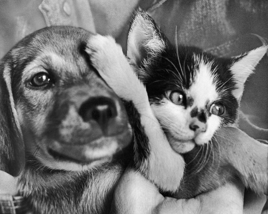 What life was like for animals in America before people learned to love pets