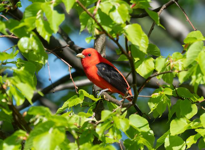 Commentary: Birding can brings us all peace, life lessons