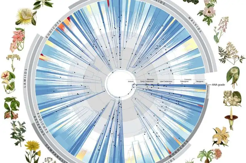 The Angiosperm Tree of Life was built on 15 times more data than comparable studies and was involved sequencing more than 9,500 different species of flowering plants. Credit: RBG Kew Vast DNA tree of life for plants revealed by global science team using 1.8 billion letters of genetic code