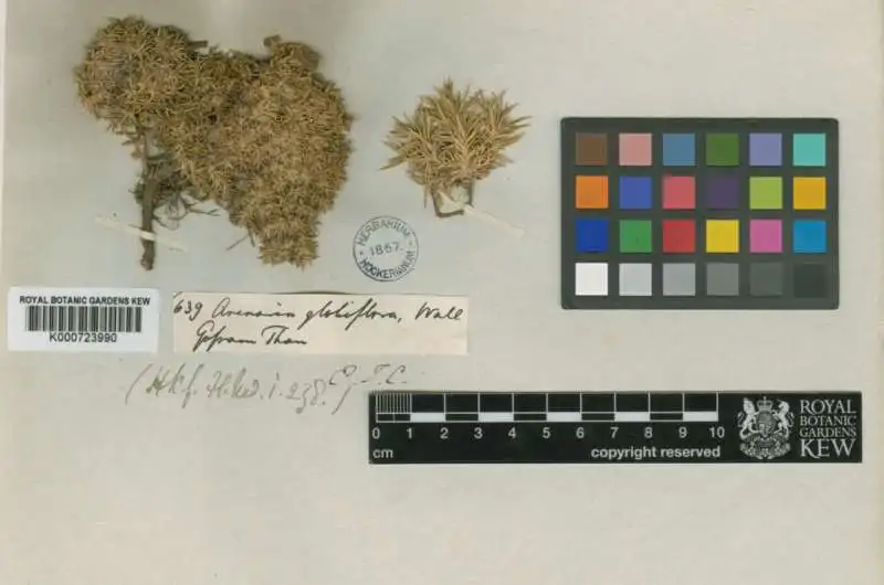 The oldest plant sequenced for the study was a dried herbarium specimen of Arenaria globiflora collected in 1829 by Nathaniel Wallich. Credit: RBG Kew Vast DNA tree of life for plants revealed by global science team using 1.8 billion letters of genetic code