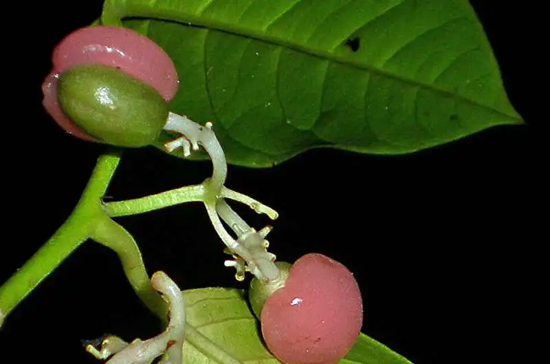 The new tree of life has reclassified the family and genus of Medusanthera laxiflora, a small tropical tree with bizarre fruit. Credit: Danilo Tandang Vast DNA tree of life for plants revealed by global science team using 1.8 billion letters of genetic code