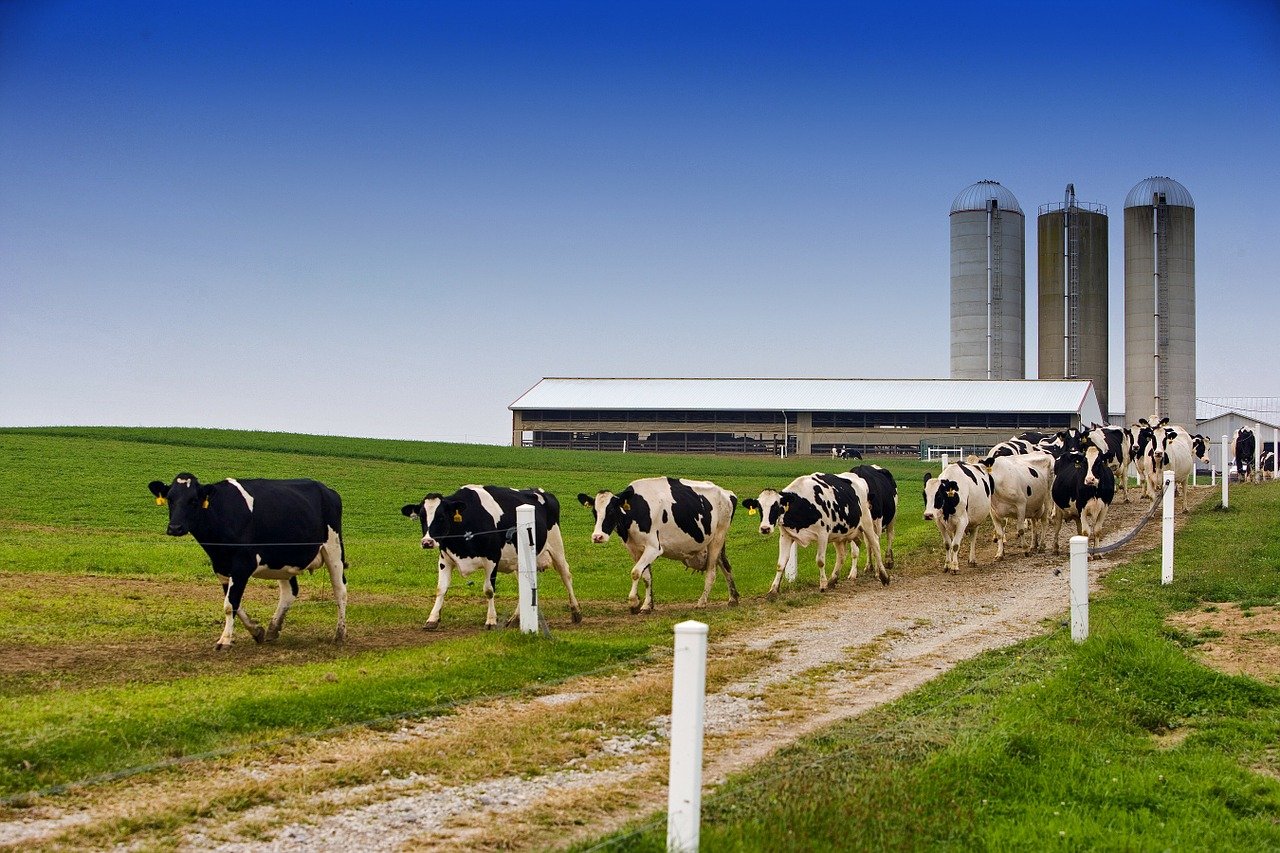 Growing up on the farm taught some tough life lessons