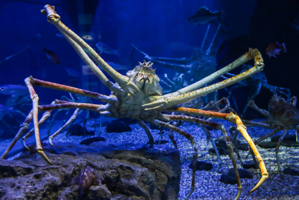 40-Foot-Long Giant Squids Dwarf Life on Land Because of Deep-Sea Gigantism