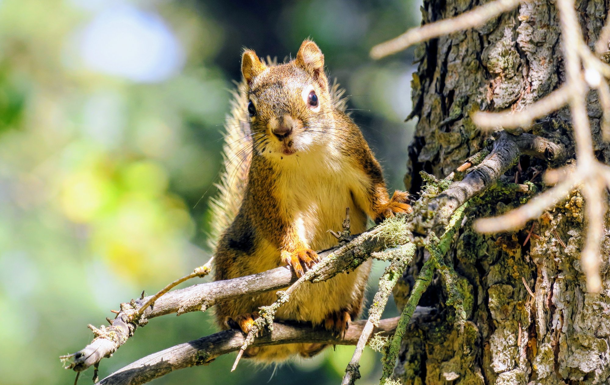 Early trauma cuts life short for squirrels, but this can be reversed
