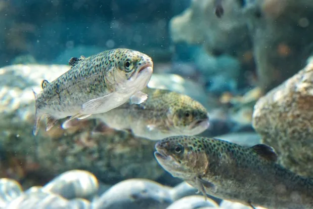 Southern California Steelhead are born as trout in freshwater rivers and streams. While some choose to migrate to the ocean, becoming steelhead others remain in rivers as resident rainbow trout. (Photo courtesy Aquarium of the Pacific/Andrew Reitsma).