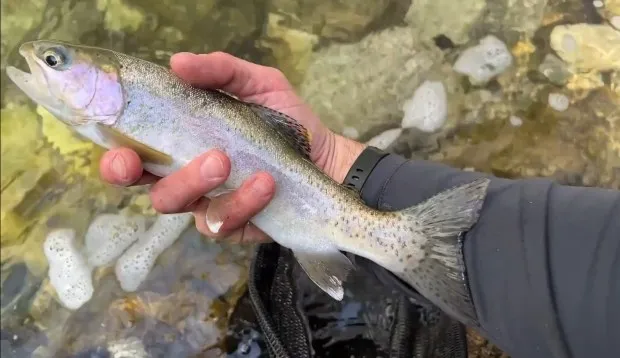 A rainbow trout caught in the Arroyo Seco River near Brown Mountain Dam in March 2024. These can't reach the ocean to become Southern steelhead trout. (Photo courtesy of Tim Brick)