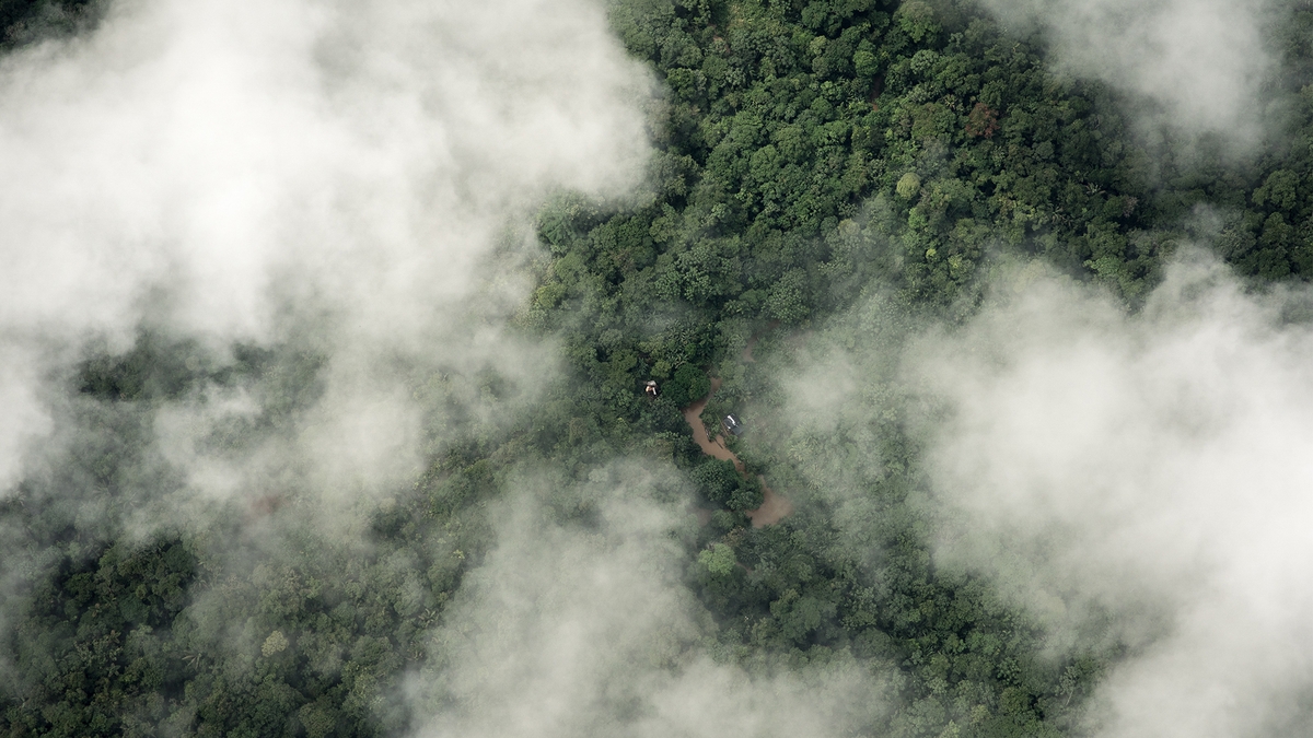 The Intersection of Technology and Conservation: AI and Blockchain in the Amazon Rainforest