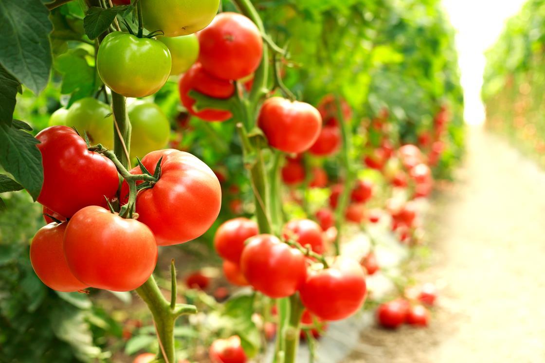 Blockchain technology offers major boost to tomatoes