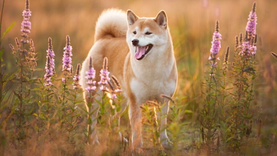 Market Price Recovery Coincides with 172% Surge in Shiba Inu Cryptocurrency Burn Rate