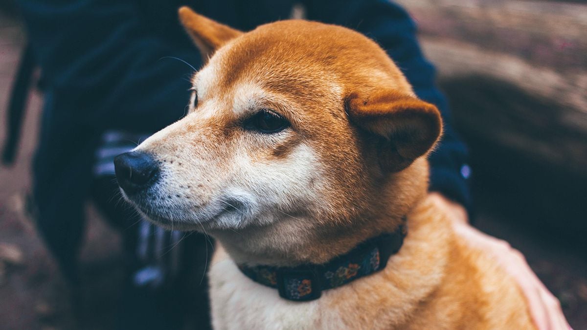 Shiba Inu Secures $12M Investment for Developing Privacy-Centric Blockchain