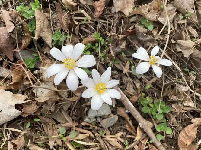 wildflowers bloodroot