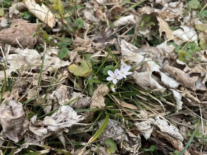 wildflowers spring beauties