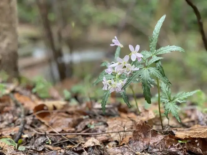 Cut leaf toothwort