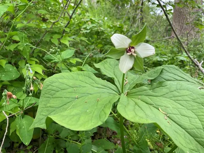 wildflower trillium