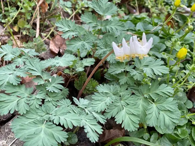 Dutchman's breeches