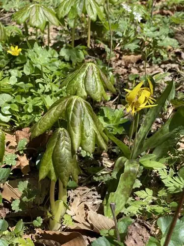 Trout lily