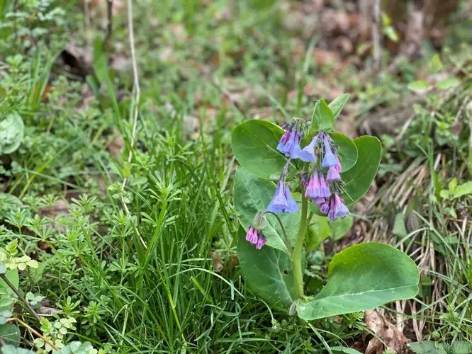 Virginia bluebells