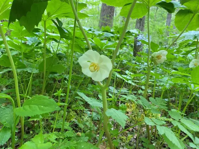 wildflowers mayapple flower