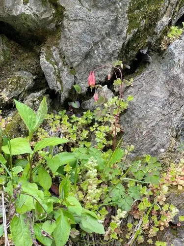 wildflowers columbine