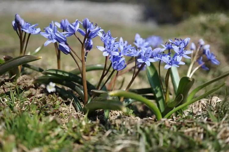 wildflower invasive scilla