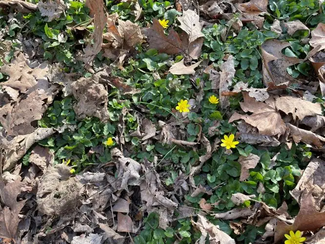 wildflowers invasive lesser celandine