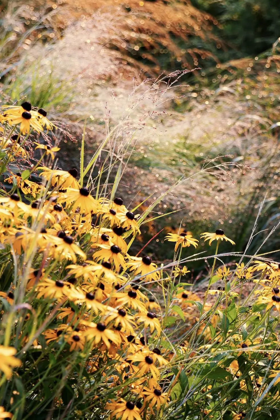 a closeup of some flowers