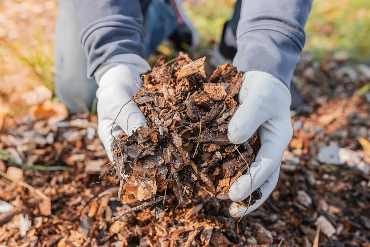 Someone holding a handful of shredded bark mulch