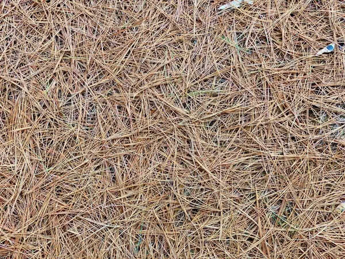 a bird is sitting on top of a pile of straw