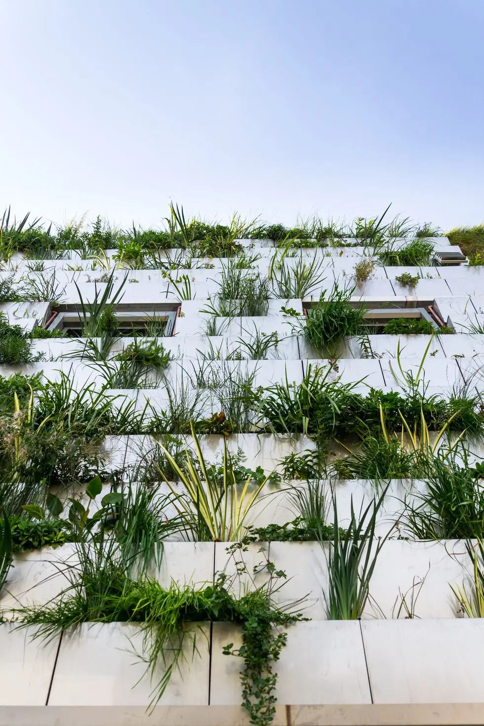 window surrounded with root zone waste water treatment plant for green vertical living wall, exterior facade