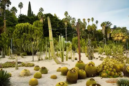 Cactii in Mossèn Costa i Llobera, Barcelona