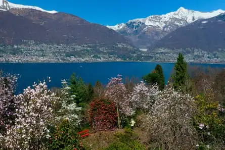 Magnolia trees, Parco Botanico, Gambarogno