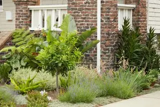 a small front yard with diverse planting