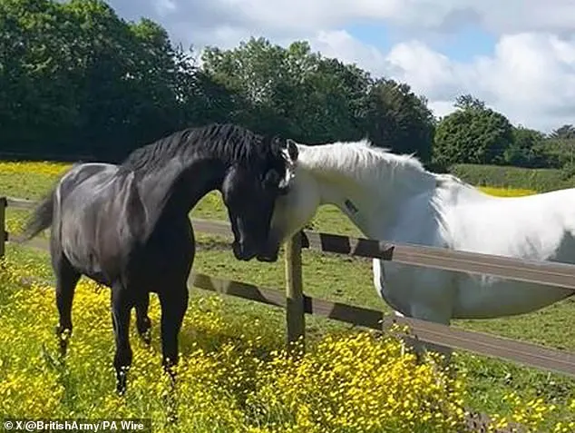 Quaker (Black, left) and Vida (grey) are making progress in their recovery