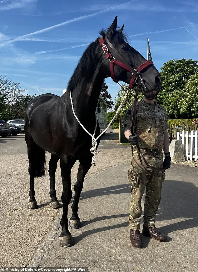 Household Cavalry horse Trojan is pictured as he recovers from the incident earlier this year