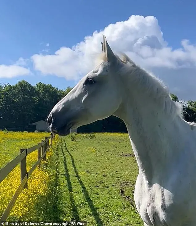 Household Cavalry horse Vida making progress during recovery after bolting through London