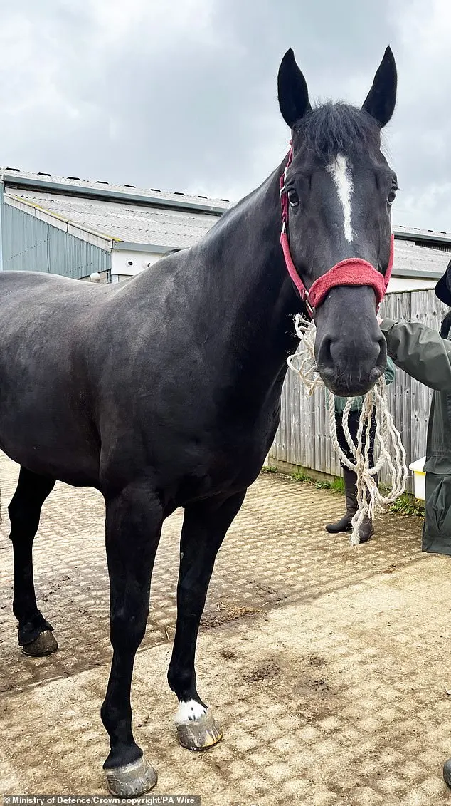 Vanquish looks at the camera during recovery after the ordeal in April