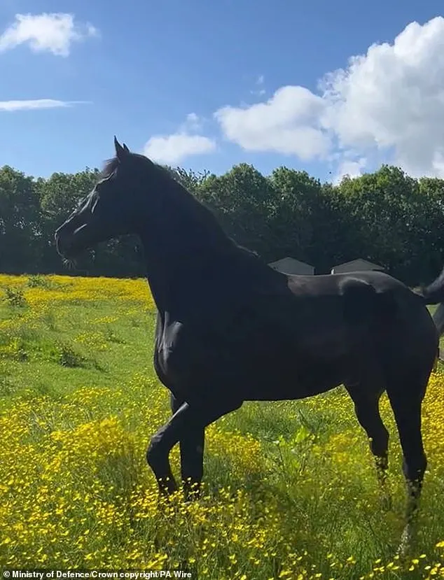 Household Cavalry horse Quaker seen enjoying a field on a sunny day