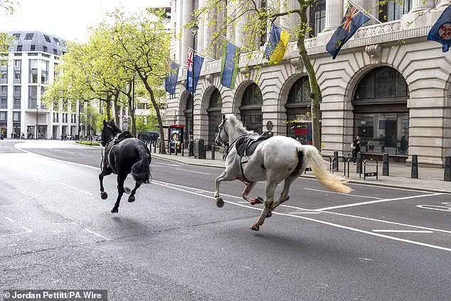 It is understood that three soldiers were injured after the horses smashed into cars and a bus