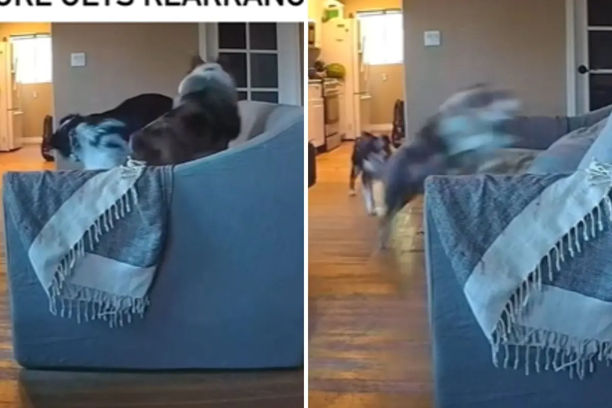 Dogs running on couch