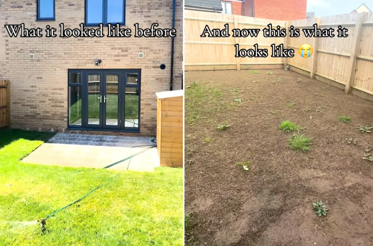 Before and after pictures of lawn.
