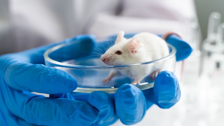 Researchers Have Successfully Bred Mice with Two Fathers