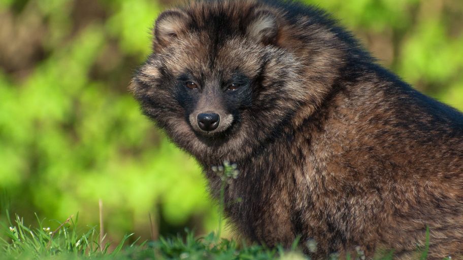 Latest Genetic Findings Show Raccoon Dogs Likely Caused the COVID-19 Epidemic
