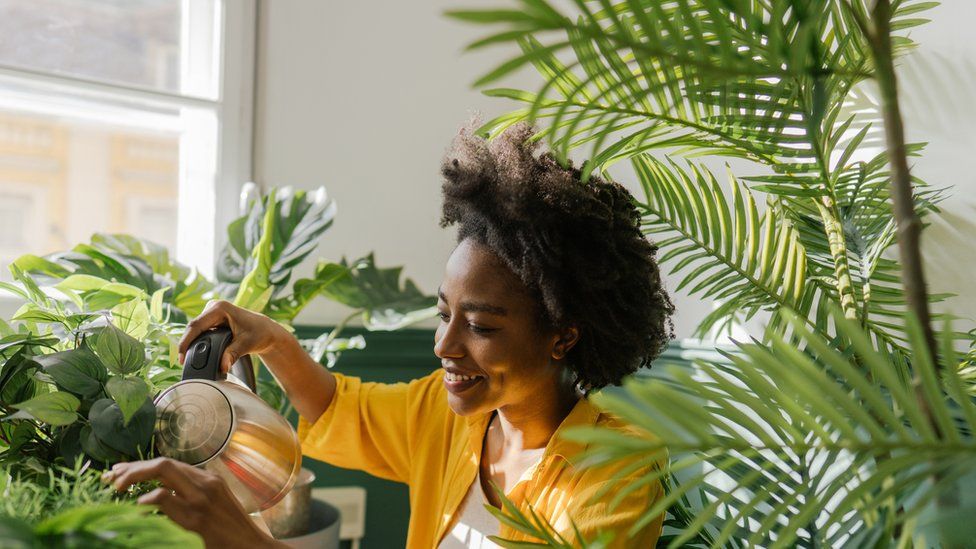 Can houseplants purify the air in your home?