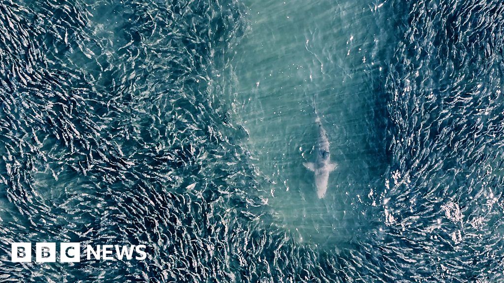 The stunning drone footage teaching us about sharks