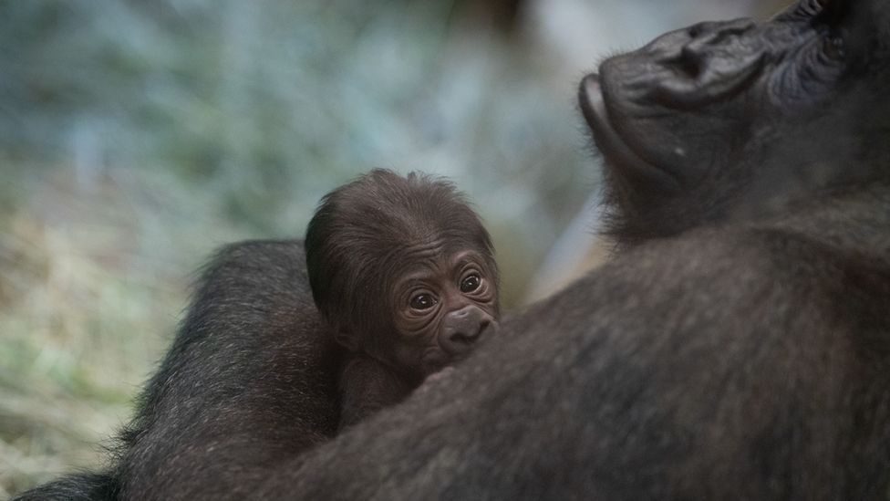 Gorilla thought to be male surprises zoo with birth