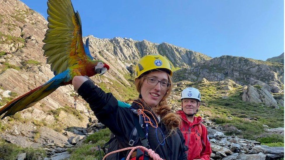 Eryri: Petrified parrot and owner rescued up mountain