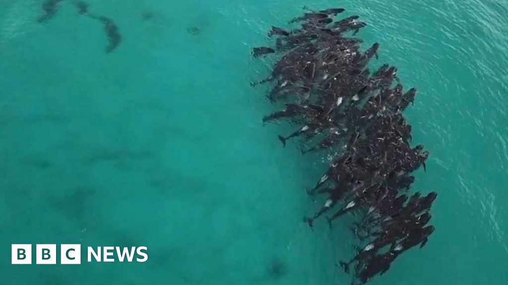 Watch: Whale pod clusters before ‘horrific’ stranding