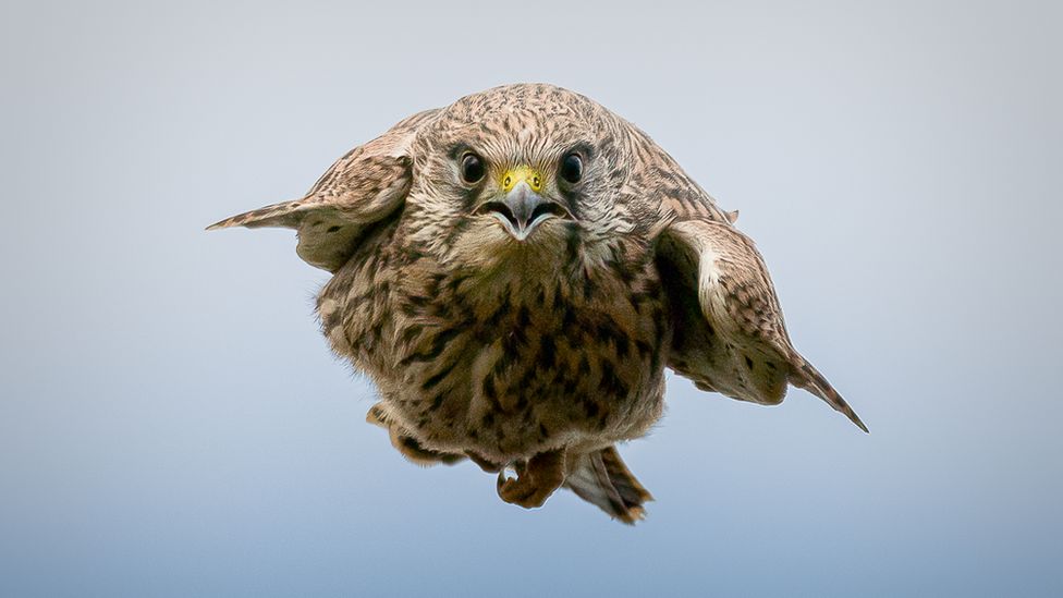 Cornwall photographer catches ‘once in a lifetime’ kestrel picture