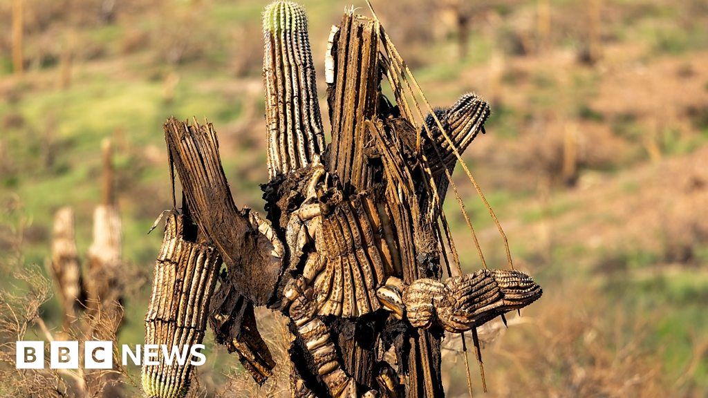 Even cacti struggle under extreme weather