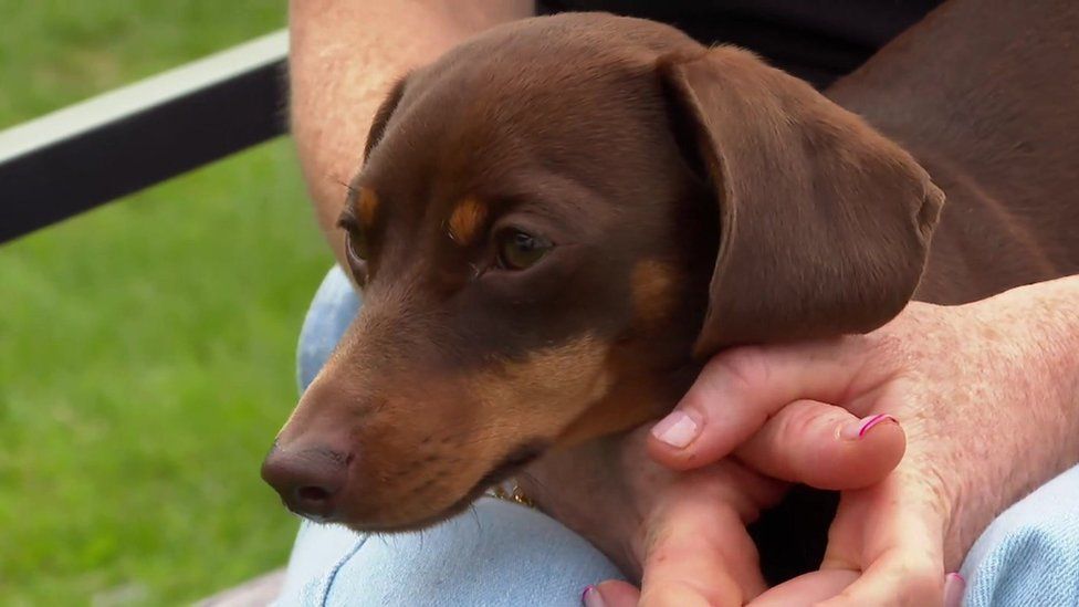 Essex dachshund Twiglet returned after video of theft shared